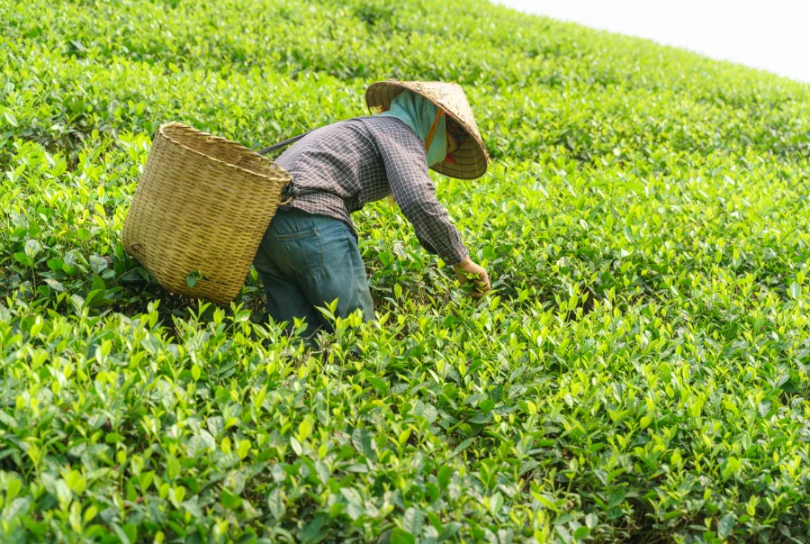 UÇAKLI ELİT KARADENİZ TURU 3GECE 4GÜN