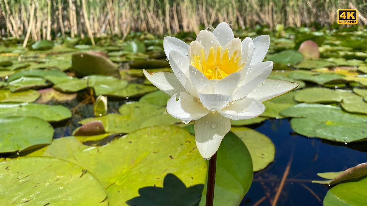 GÜNÜBİRLİK BEYŞEHİR NİLÜFER TURU